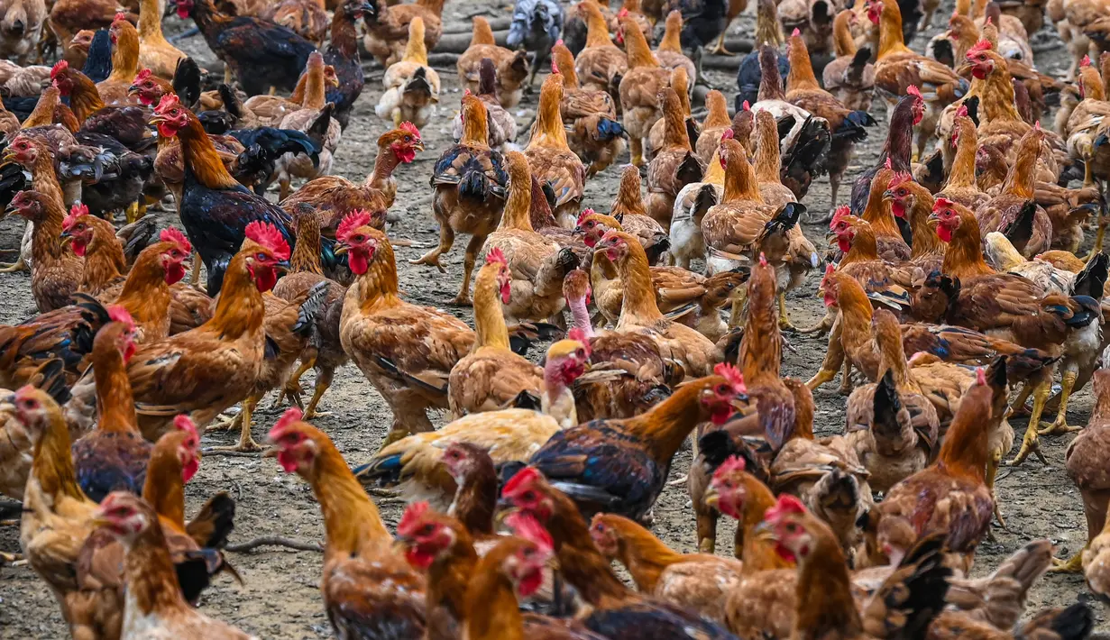Ayam terlihat di peternakan unggas di Temerloh, Pahang, Malaysia, Selasa (31/5/2022). Perdana Menteri Malaysia Ismail Sabri Yaakob mengatakan pada 23 Mei, Malaysia akan menghentikan ekspor 3,6 juta ayam sebulan mulai 1 Juni dan seterusnya di tengah melonjaknya harga dan kekhawatiran pasokan. (Mohd RASFAN/AFP)