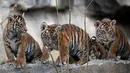 Empat harimau Sumatra muda menjelajahi kandang mereka setelah menghabiskan minggu-minggu pertama kehidupan mereka di kebun binatang di Berlin, Jerman (22/11). Empat Harimau Sumatera Muda tersebut lahir pada 4 Agustus 2018. (AP Photo/Michael Sohn)