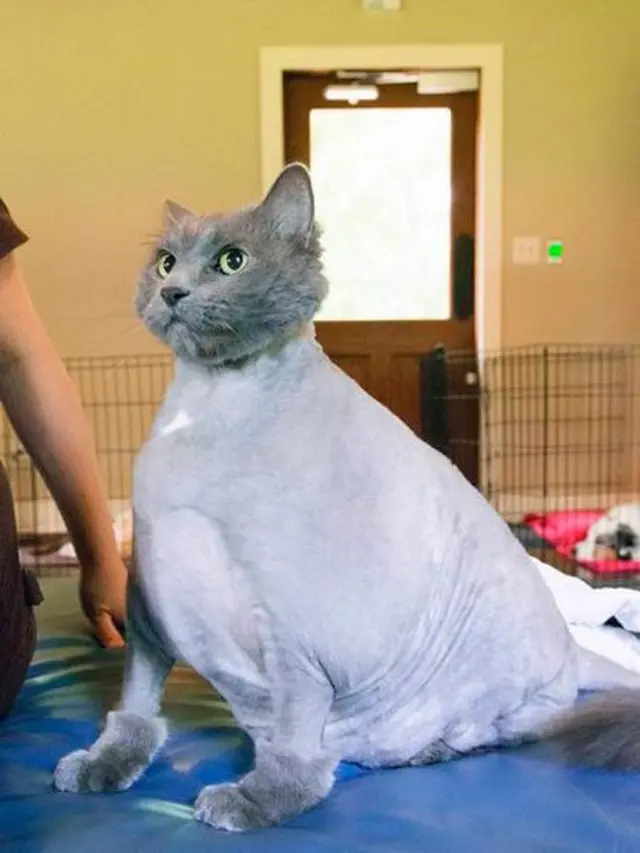 8 Potret Kucing Dicukur Bulunya, Penampilannya Bikin Kasihan