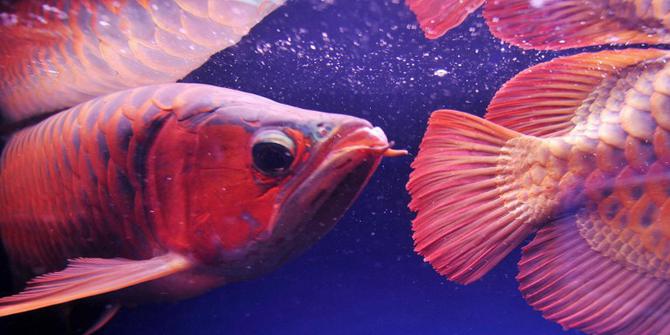 VIDEO: Kisah Crazy Rich Ikan Arwana Asal Kota Sejuta Bunga