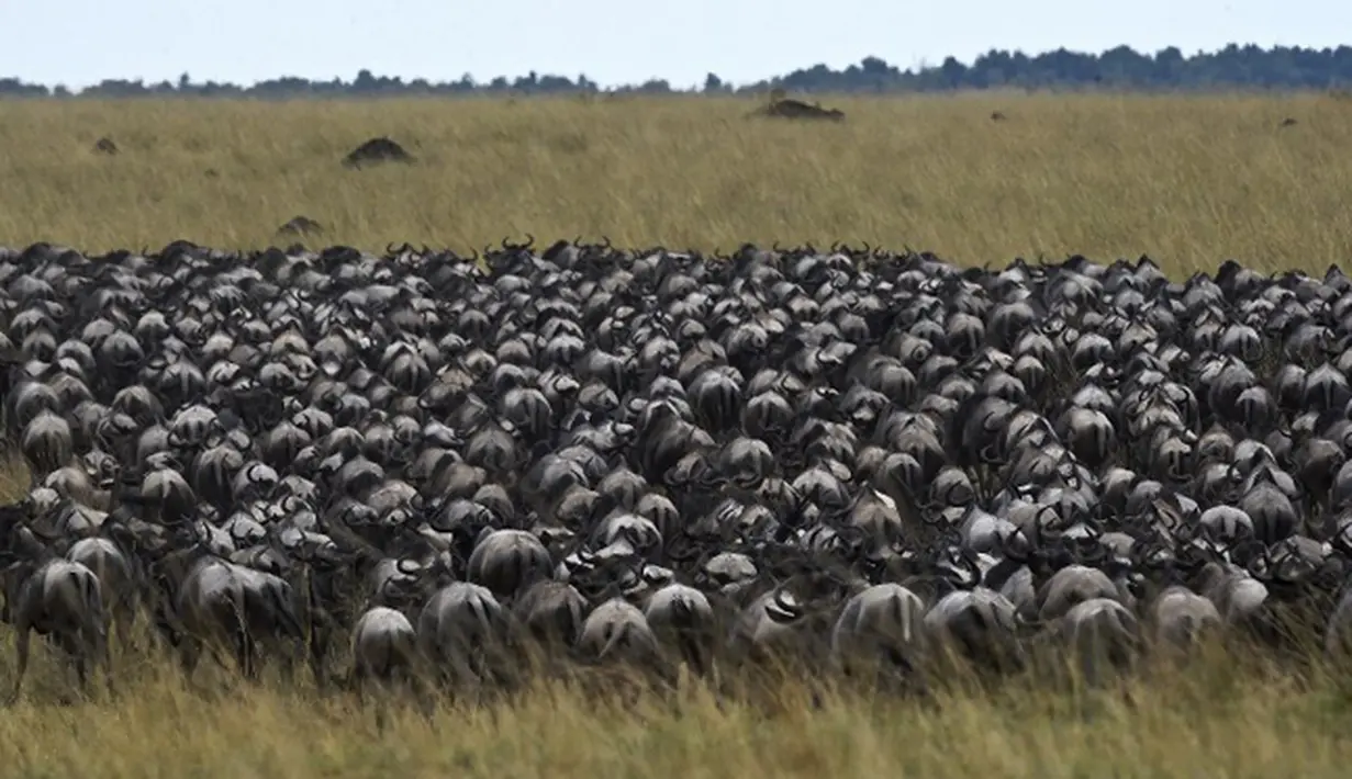 Kawanan Wildebeest saat berjalan menuju sungai di Masai Mara saat berimigrasi, Kenya (4/9/2015). Setiap tahun ratusan ribu rusa kutub bermigrasi hingga ratusan kilometer menuju padang rumput selama musim kering di Kenya. (AFP PHOTO/Carl de Souza)