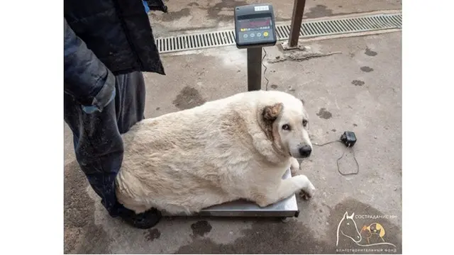 Anjing Alami Obesitas Punya Berat Badan 100 Kg, Tak Mampu Bangun Sendiri