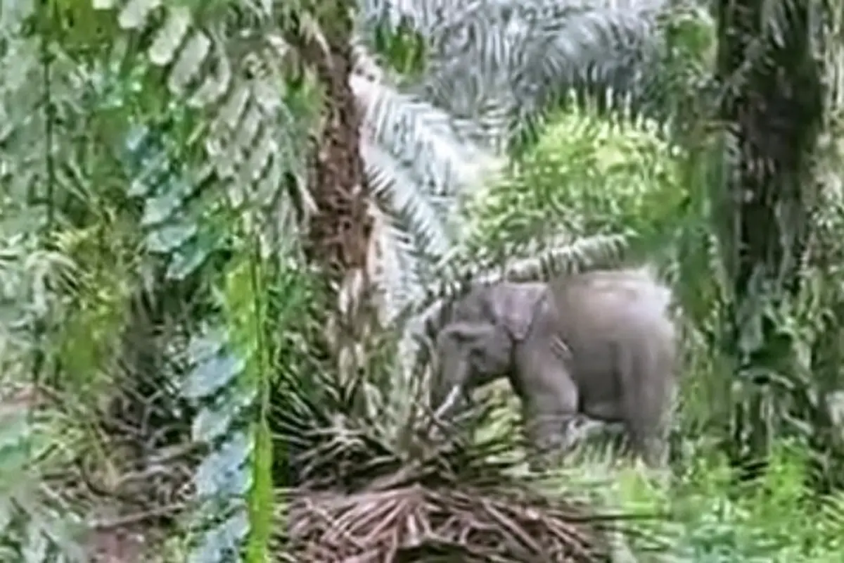 Gajah liar yang terekam warga di Riau masuk ke kebun.