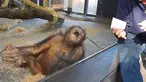 Seekor Orangutan yang menjadi koleksi kebun binatang di Amerika Serikat membuka mulutnya lebar-lebar layaknya orang tertawa sambil memegang kakinya setelah menyaksikan sebuah trik sulap sederhana yang dilakukan salah seorang pengunjung. (dailymail.co.uk)