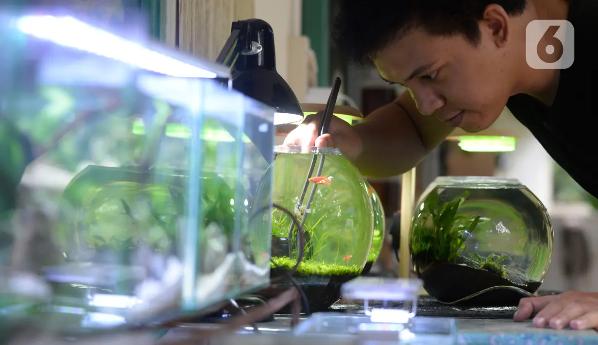Perajin, Argi Gumilar (27) menyelesaikan pesanan aquascape mini air tawar di Cipayung, Ciputat, Tangerang Selatan, Kamis (5/11/2020). Di masa pandemi, Argi Gumilar menggeluti pembuatan aquarium mini sudah empat bulan ini yang dijual dengan harga Rp 250 hingga Rp 600 ribu. (merdeka.com/Dwi Narwoko)