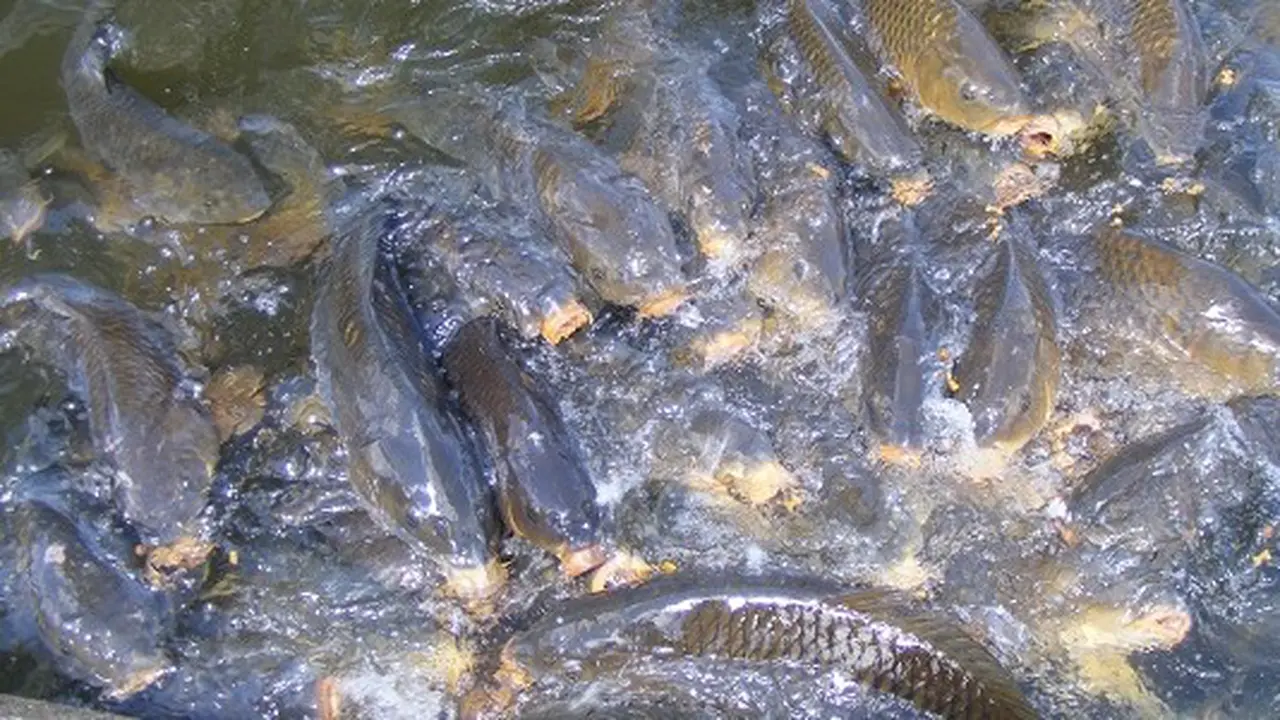 Kolam Budidaya Ikan Gurame