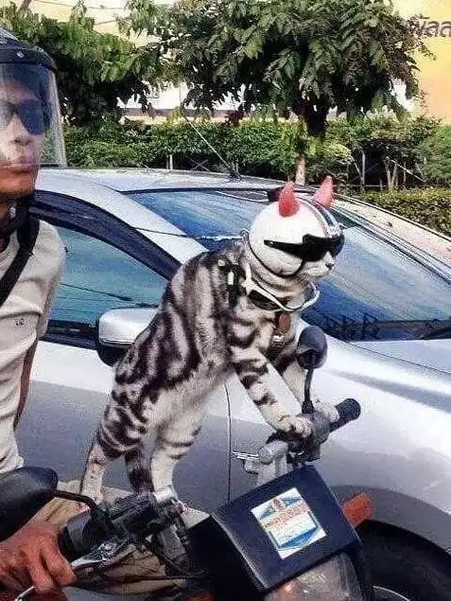 8 Momen Kocak Kucing saat Naik Motor Ini Bikin Geleng Kepala