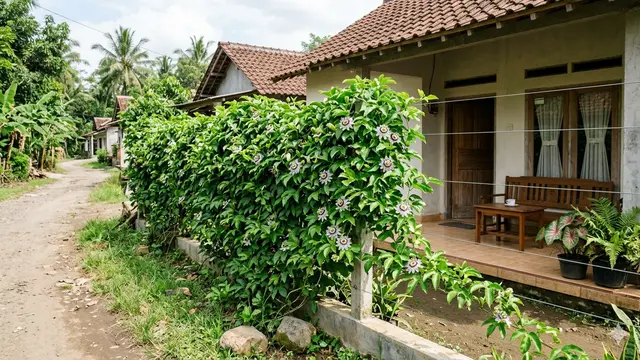 Pagar Hidup dari Tanaman Rambat