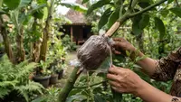 Cara Cangkok Alpukat agar Cepat Berakar dan Tumbuh Subur di Rumah