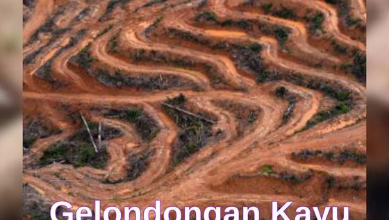Gelondongan Kayu Misterius Banjiri Sumatera! Dari Mana Semua Ini? #Merdekadotcom #KontenKreatif #KayuGelondongan #BanjirSumatera #ShortMdk