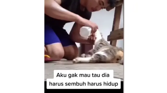 Kucing keracunan
