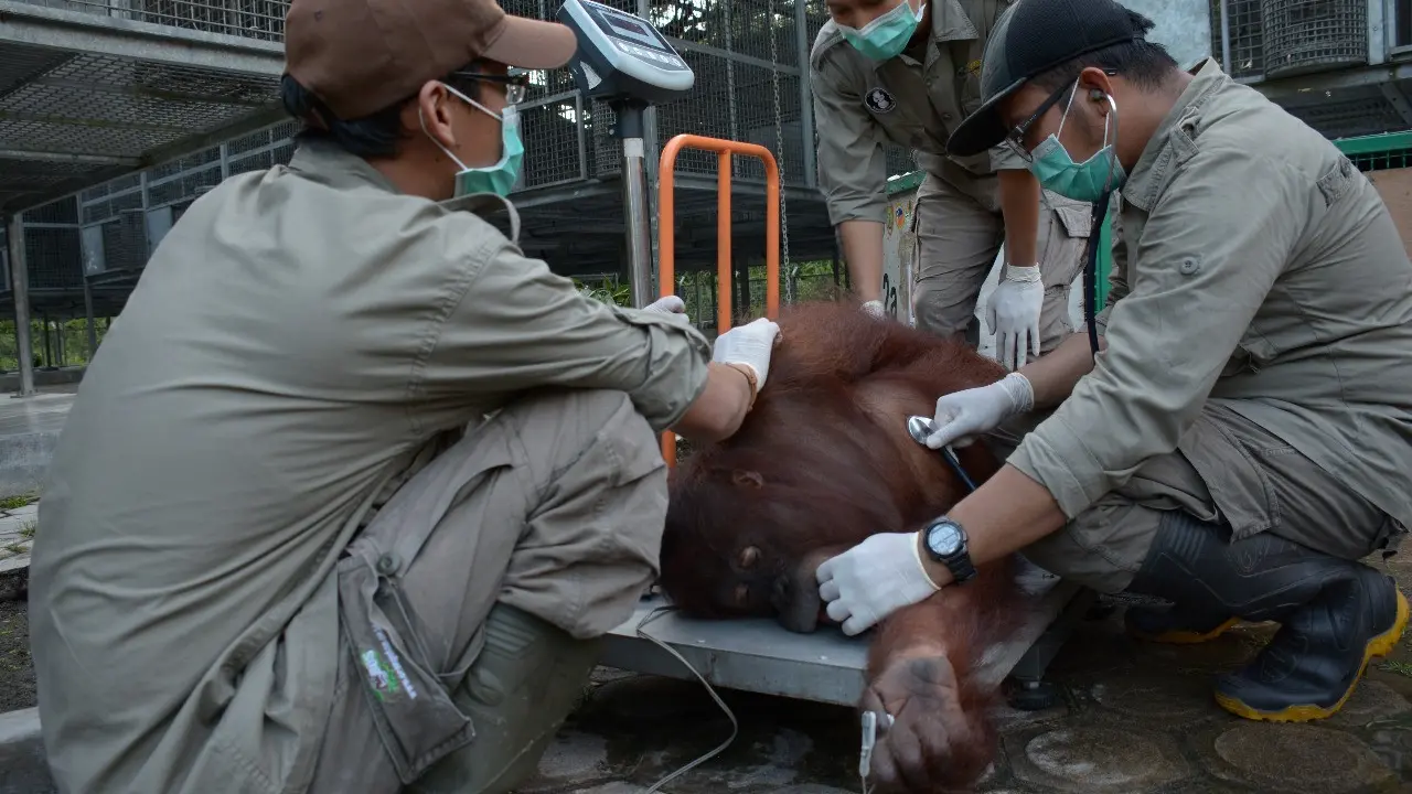 2 Orangutan dari Thailand Pulang ke Hutan Usai Sekolah 11 Tahun