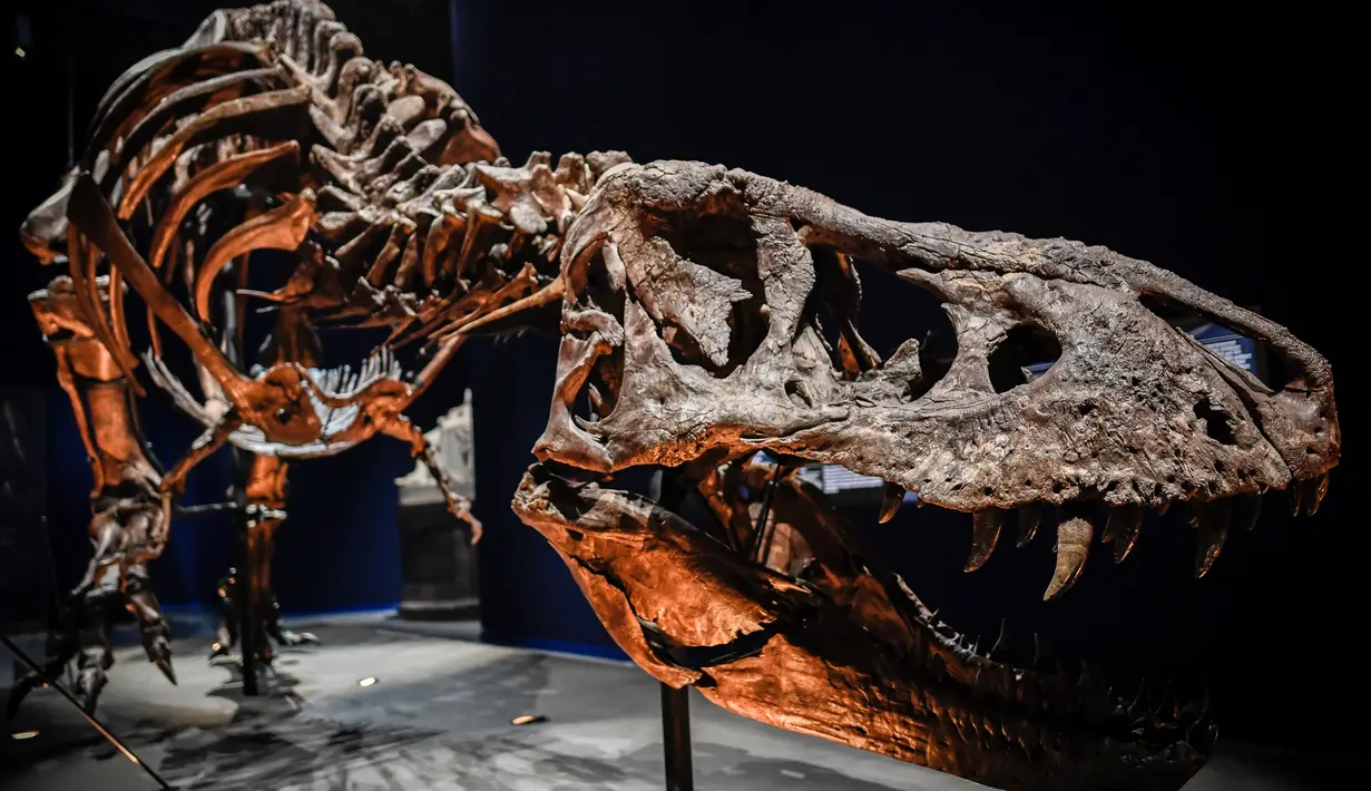 Gambar pada 1 Juni 2018 menunjukkan kerangka dinosaurus Tyrannosaurus Rex berusia 67 juta tahun di Museum Nasional Sejarah Alam Prancis di Paris. Spesimen itu ditemukan di Montana, AS, oleh tim paleontologi Belanda pada 2013. (AFP/STEPHANE DE SAKUTIN)