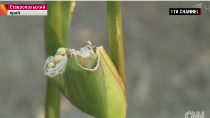 Jagung yang diserbu hama belalang di Rusia. (CNN/ITV)