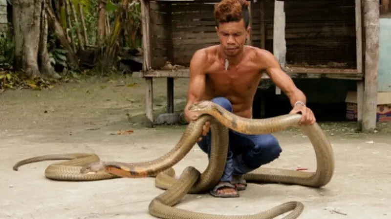 Mengenal Ice Habibie, Si Penakluk Ular King Kobra dari Riau