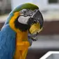 Burung macaw (sejenis beo) diberi umpan di balkon sebuah gedung apartemen di Caracas pada 18 November 2018. Setiap sore, puluhan macaw liar berwarna-warni berduyun-duyun ke balkon dan teras tempat warga menaruh makanan untuk mereka. (YURI CORTEZ/AFP)