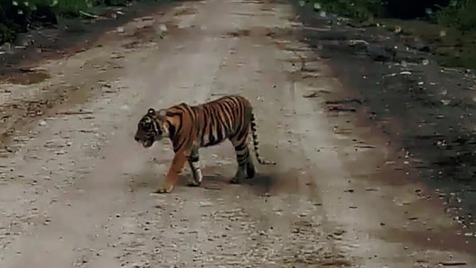 Sudah 40 hari lebih harimau Sumatera yang menerkam karyawati perkebunan sawit berkeliaran di Desa Tanjung Simpang, Kabupaten Indragiri Hilir, Riau. (Liputan6.com/M Syukur)