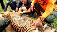 Petugas BKSDA sedang melakukan tindakan medis terhadap Harimau Sumatra yang terkena jerat pemburu di Bengkulu (Liputan6.com/Yuliardi Hardjo)
