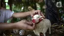 Patung kambing dipasangi masker selama masa pandemi virus corona COVID-19 di Gereja Theresia, Jakarta, Minggu (20/12/2020). Dekorasi bernuansa pandemi COVID-19 dan kesederhanaan disiapkan untuk memeriahkan perayaan Natal tahun ini. (Liputan6.com/Faizal Fanani)