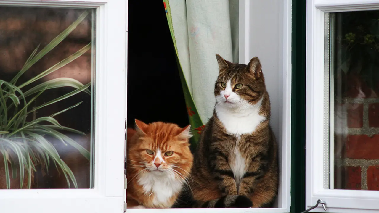 7 Tips Membantu Kucing Kesayangan Beradaptasi dengan Lingkungan Baru