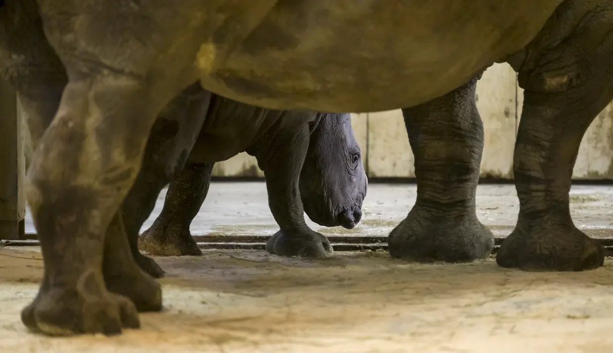 Bayi badak jantan yang lahir pada 18 Februari terlihat di samping induknya Hekaw di kandang mereka di taman zoologi Amneville, di Amneville, Prancis timur. Ini adalah badak putih kelahiran ketiga yang lahir dalam empat bulan terakhir di kebun binatang tersebut. (AFP/Jean-Christophe)