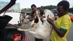 Seorang pria memasukkan domba, untuk perayaan Idul Adha, ke dalam mobil di sebuah pasar kawasan Abidjan, Pantai Gading, Jumat (17/8). Umat Islam di seluruh dunia akan merayakan Hari Raya Idul Adha yang identik dengan tradisi berkurban. (AFP/ISSOUF SANOGO)