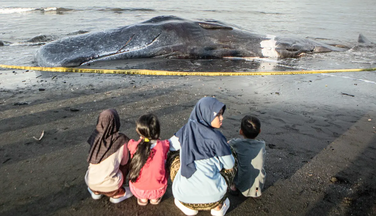 Pemeriksaan menyeluruh (nekropsi) untuk memastikan penyebab kematian, apakah karena sakit, faktor usia, atau tertelan sampah laut masih dilakukan. Tampak dalam foto, anak-anak berkumpul di dekat bangkai paus sperma yang terdampar, sementara petugas konservasi masih menyelidiki penyebab kematiannya, menjelang rencana penguburan di salah satu tempat di pantai Banjar Anyar Sari, Desa Nusasari, Kecamatan Melaya, Jembrana, Bali, pada Rabu 6 Mei 2026. (Lana Priatna/AFP)