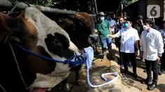 Anggota Komisi XI DPR RI Kamrussamad dan You Tuber Atta Halilintar melihat hewan kurban di Juanda Depok, Jawa Barat, Selasa (20/7/2021). Guna mendorong semangat persatuan umat distribusi dari pintu ke pintu menjadi solusi yang terbaik pada masa pandemi. (Liputan6.com/HO/Bon)