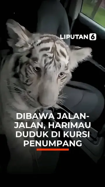 Dibawa Jalan-Jalan, Harimau Duduk di Kursi Penumpang