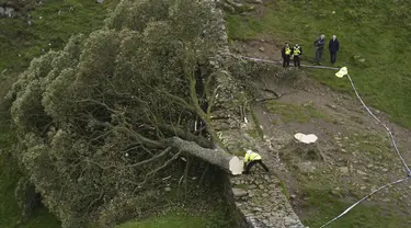 Petugas polisi melihat pohon di Sycamore Gap, di sebelah Hadrian's Wall yang tumbang dalam semalam, di Northumberland, Inggris, Kamis 28 September 2023. (Owen Humphreys/PA via AP)