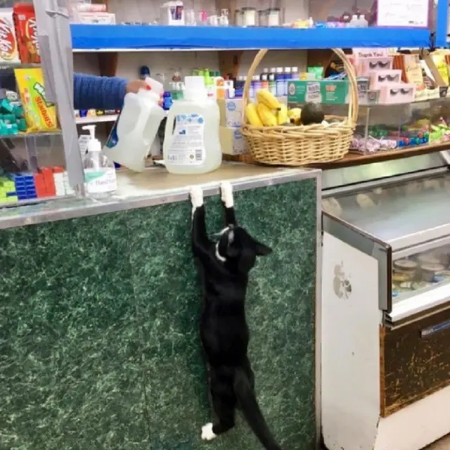 10 Potret Saat Kucing Menjaga Toko Ini Bikin Tepuk Jidat