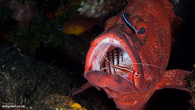 ikan-kerapu-131104b.jpg