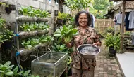 Cara Menanam Pakcoy di Botol Bekas Sambil Memelihara Ikan, Hemat Tempat dan Bisa Panen Sekaligus