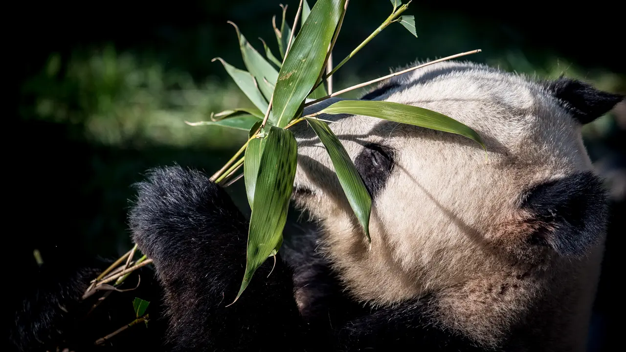 Panda di Kebun Binatang Kopenhagen