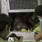 Proses pelepasliaran orangutan di Kalimantan  (Foto: International Animal Rescue (IAR) Indonesia)