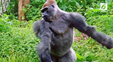 Dikenal sebagai hewan pemalu, gorila di Inggris ini malah gemar menari dan ditonton orang

