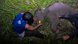 Petugas medis Balai Besar Konservasi Sumber Daya Alam (BBKSDA) Provinsi Riau merawat seekor anak gajah sumatera liar yang terluka di Siak, Riau, Rabu (16/10/2019). Gajah sumatera jantan berumur setahun itu terluka di kaki akibat jerat pemburu sehingga tertinggal dari kawanannya. (WAHYUDIE/AFP)