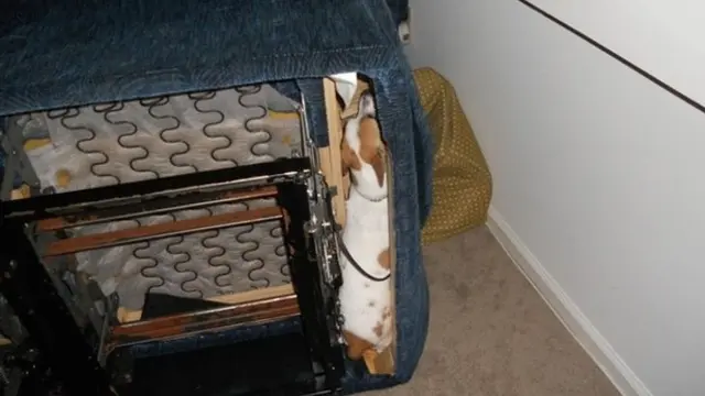 7 Potret Aksi Anjing saat Bersembunyi Ini Bikin Gemas