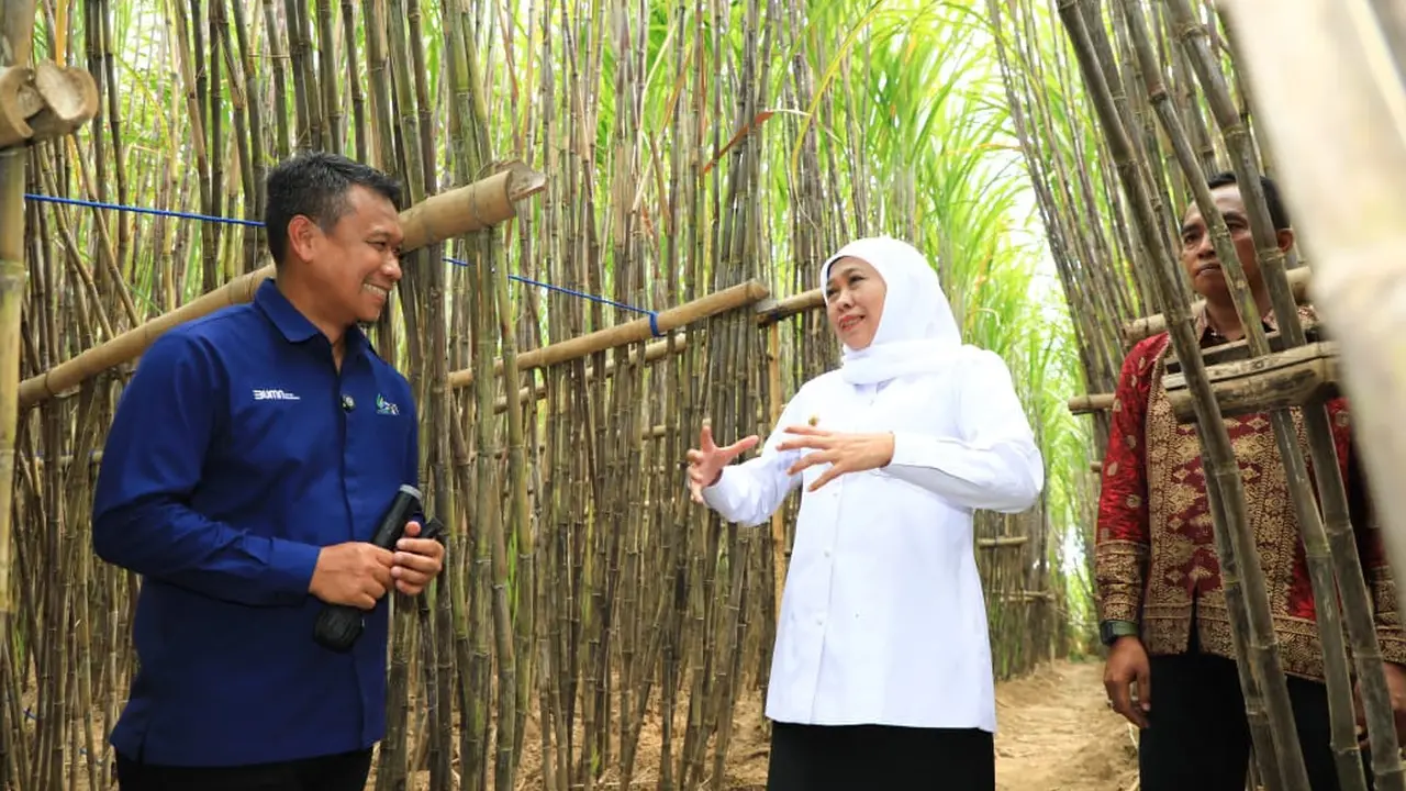 Gubernur Khofifah Luncurkan KUR Khusus Petani Tebu Jatim di Bondowoso