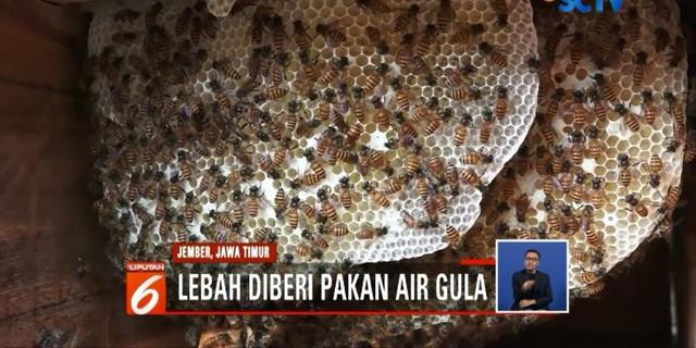 Melihat Proses Budidaya Lebah Madu di Jember