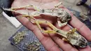 Penampakan benda yang mirip katak kering dijual di pasar hewan di Trujillo, Lima, Peru (12/7). Menurut PBB perdagangan hewan liar adalah bisnis ilegal terbesar ketiga di dunia setelah obat-obatan dan senjata. (AFP PHOTO)