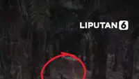 Tapir Langka Nyasar ke Kebun Sawit di Mesuji