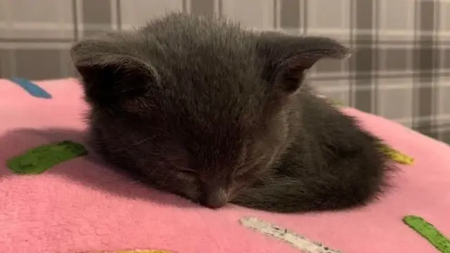 8 Potret Bayi Hewan Ini Gemas Banget, Bikin Ingin Peluk