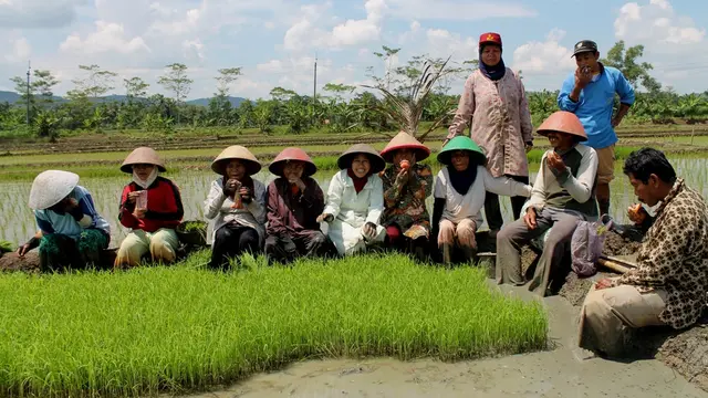 Saat menanam, petani Sri Organik di Kelompok Petani Akar Rumput Cipari gembira mengingat hasil panen yang baik pada masa tanam sebelumnya. (Foto: Liputan6.com/Muhamad Ridlo)