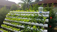 7 Ide Kebun Mini Sayuran Daun dengan Pengairan Otomatis Tanpa Listrik, Ketahui Tipsnya untuk Pemula