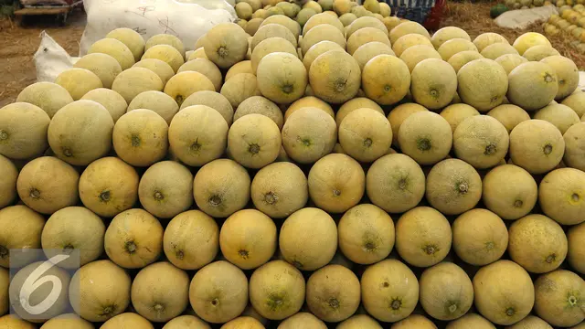 20151105-Buah Melon-YR