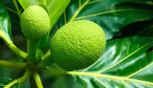 Guru Besar IPB: Sukun Berpotensi Jadi Superfood Lokal Indonesia