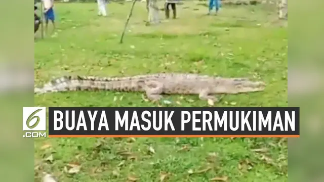 Warga Siak Riau dihebohkan buaya besar yang masuk area permukiman hari Rabu (4/9/2019). Buaya jadi tontonan sebelum ditangkap warga setempat.