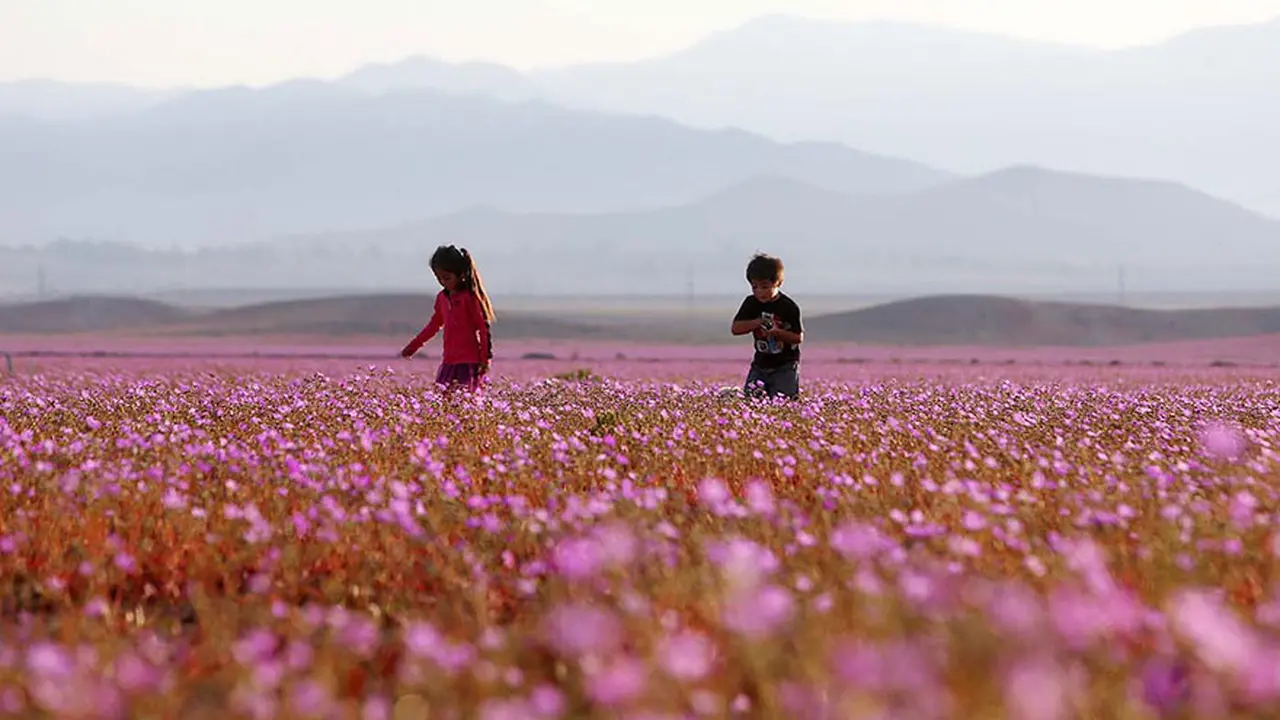 Atacama, Gurun Paling Kering di Bumi Kini Jadi Padang Bunga