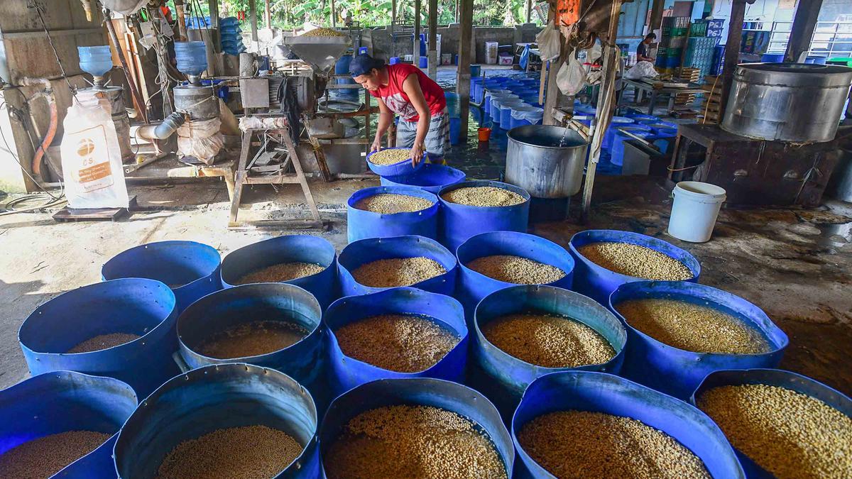 Rupiah Melemah, Harga Kedelai Melonjak
